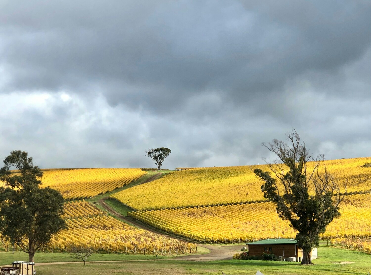 Nature, Outdoors, Field, Countryside, Tree, Scenery, Grassland, Rural, Landscape, Grass