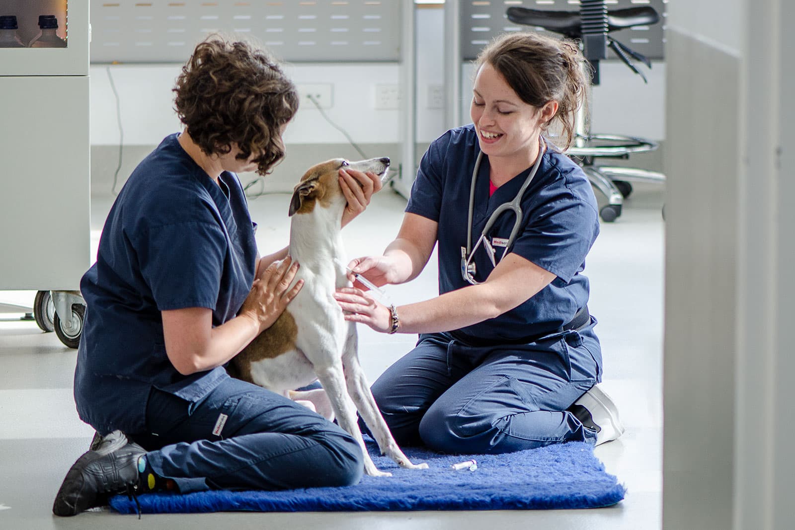 Doctor, Person, Adult, Female, Woman, Veterinarian