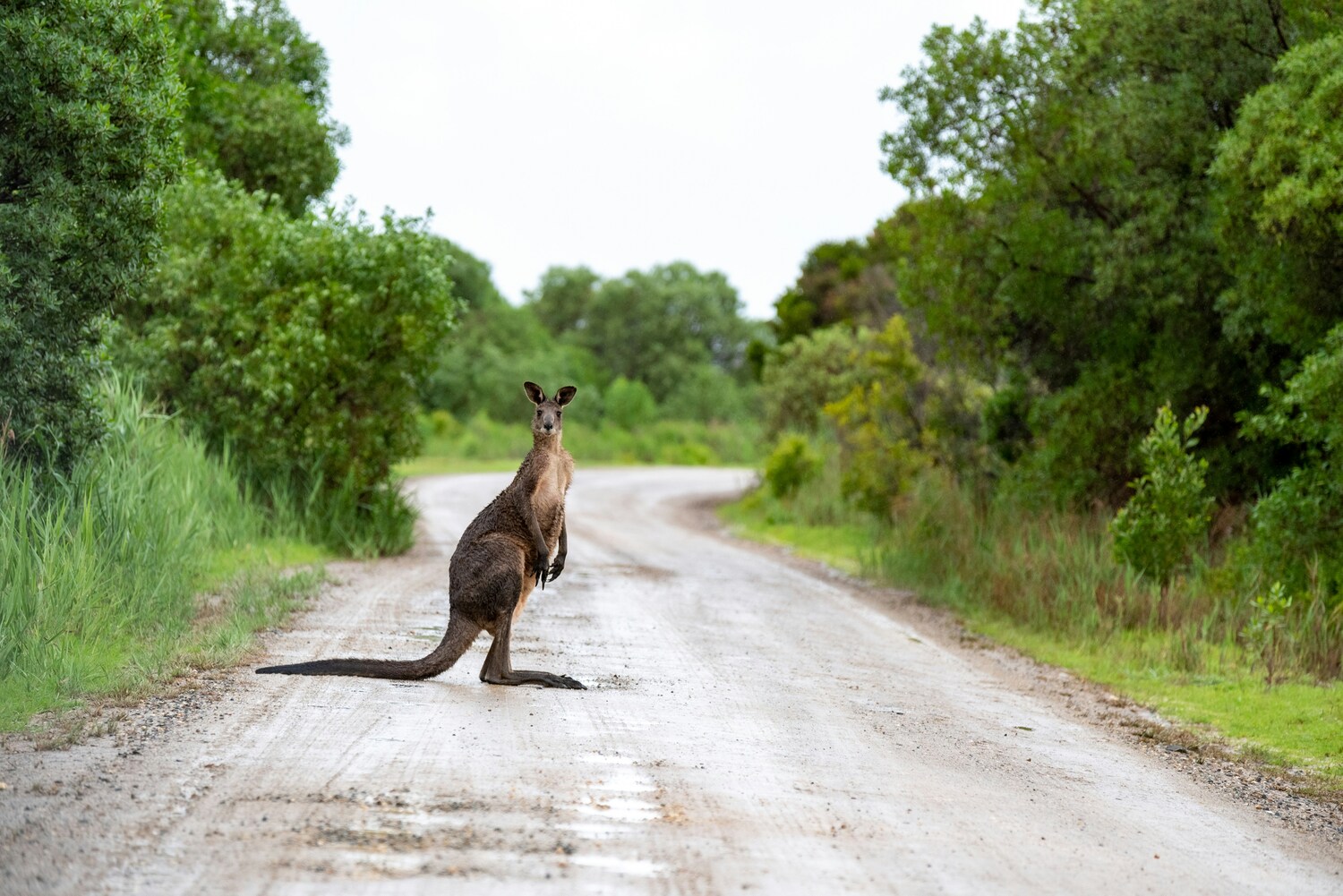 Animal, Kangaroo, Mammal