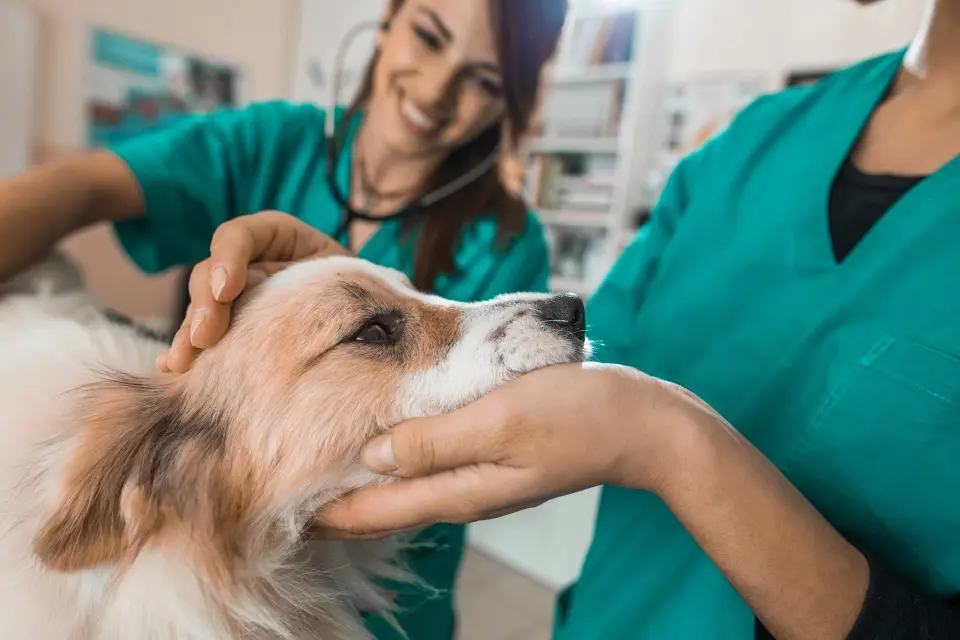 Adult, Female, Person, Woman, Doctor, Dog, Pet, Veterinarian, Face, Head