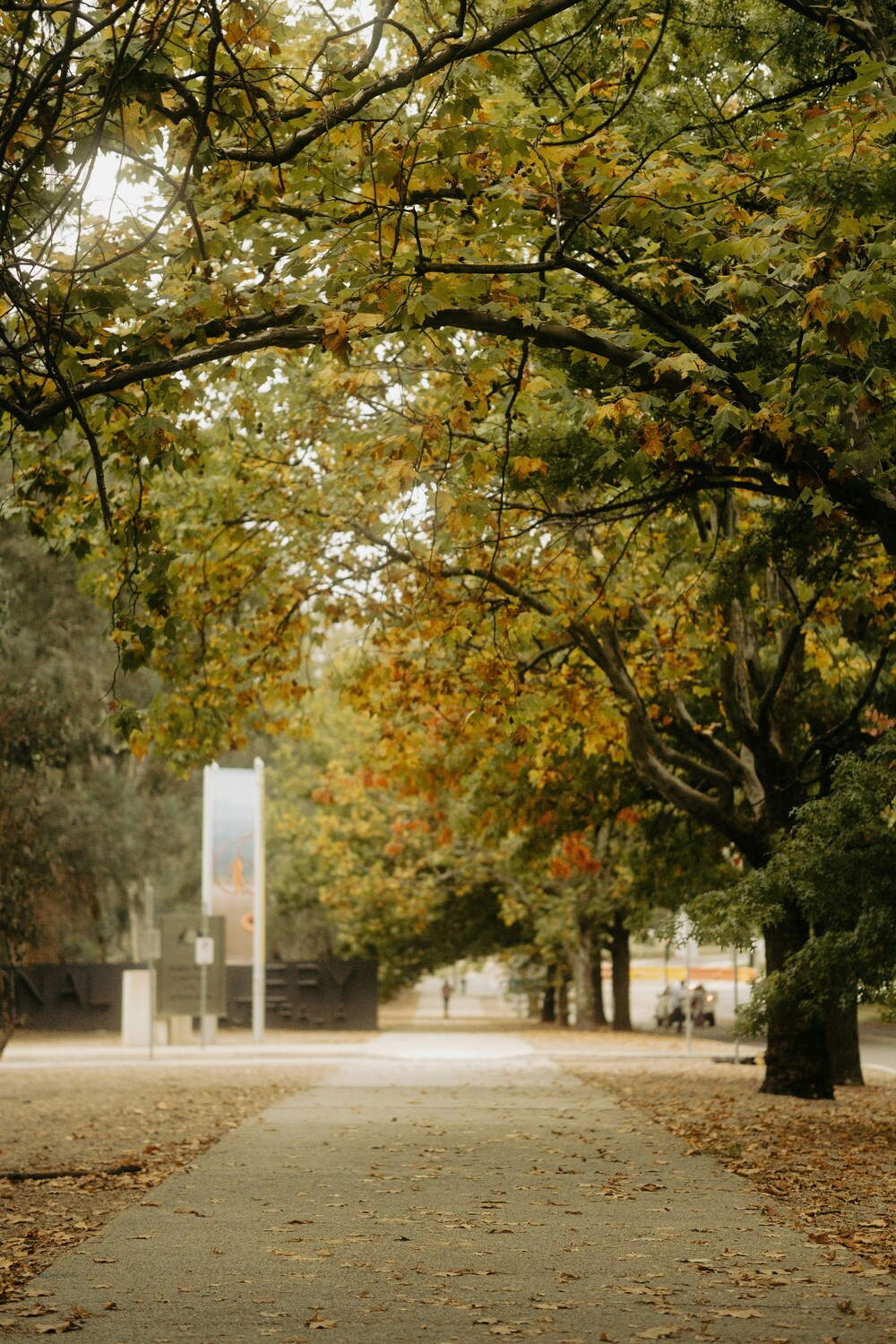 Tree, Tree Trunk, Path, Vegetation, Road, City, Street, Leaf, Person, Grove