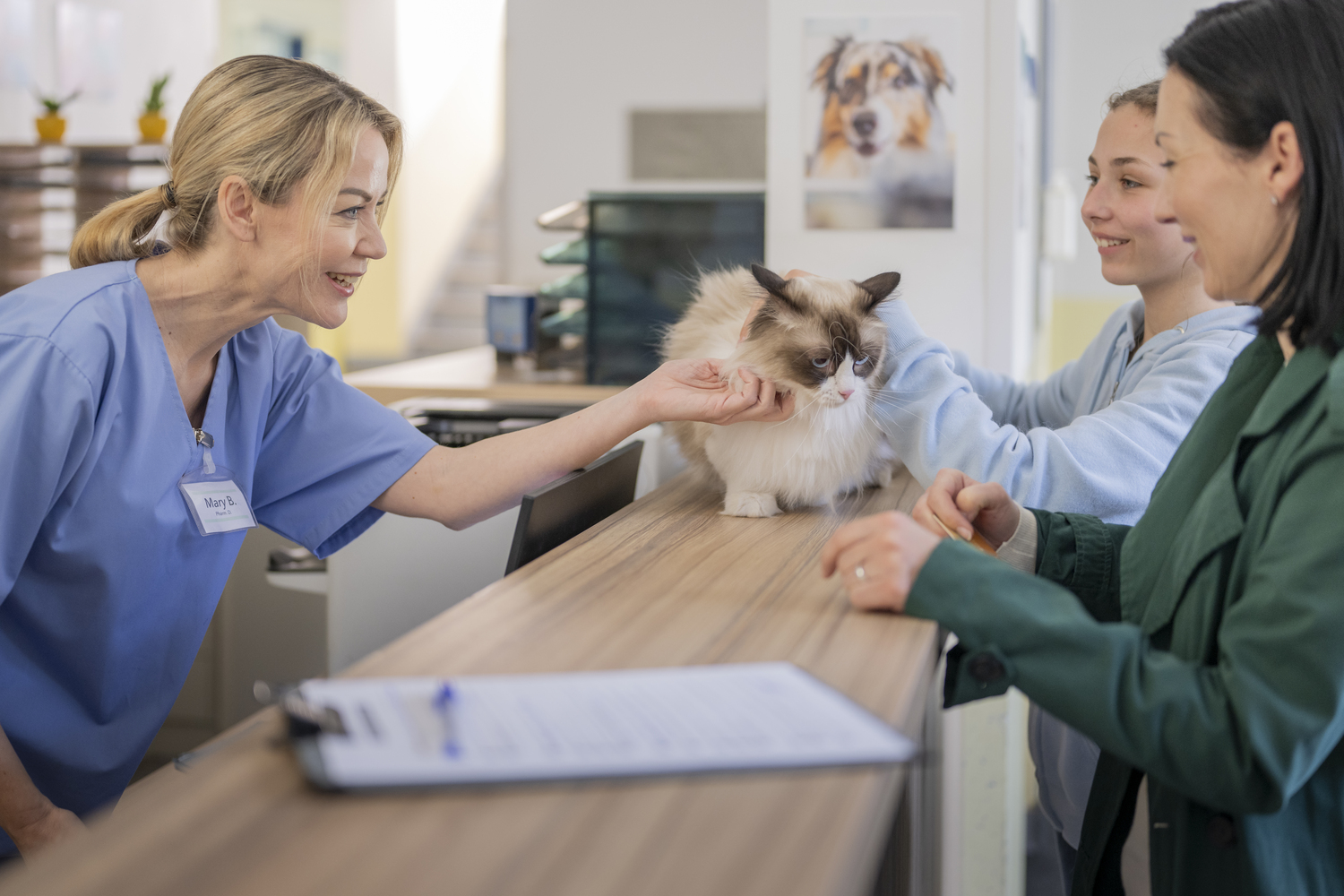 Doctor, Person, Adult, Female, Woman, Cat, Pet, Veterinarian, Face, Head