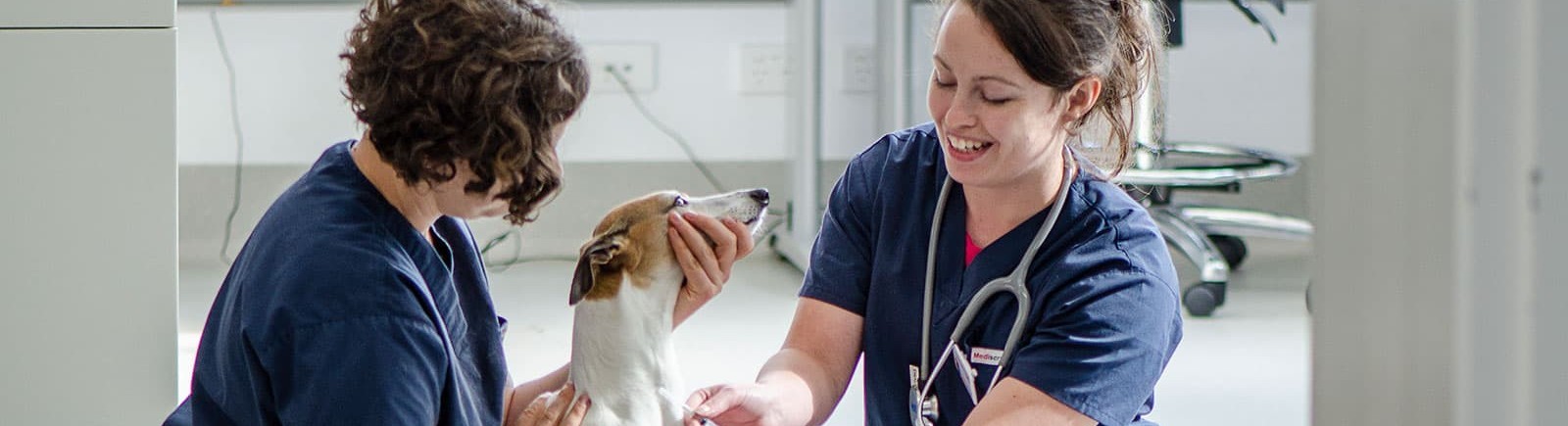 Doctor, Person, Veterinarian, Hospital, Dog, Adult, Female, Woman, Head, Face