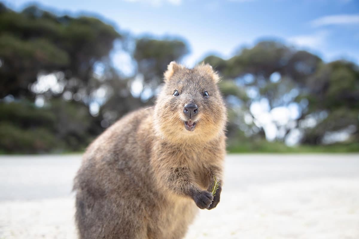 Animal, Mammal, Rat, Rodent