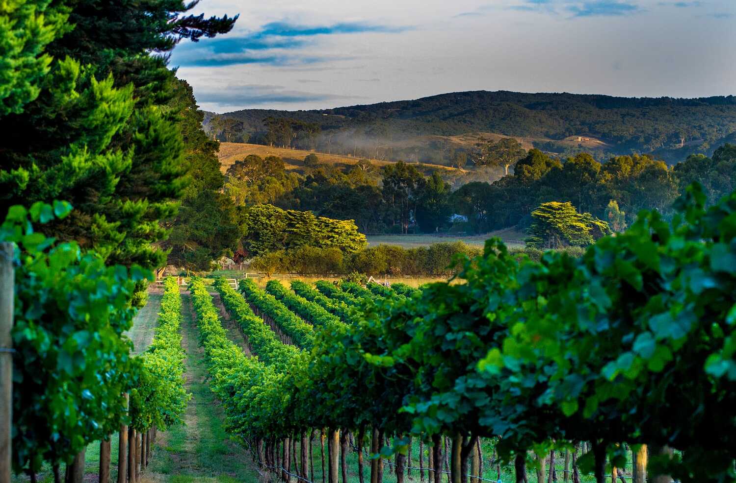Nature, Outdoors, Countryside, Rural, Farm, Vineyard, Alcohol, Beverage, Wine Tour, Person