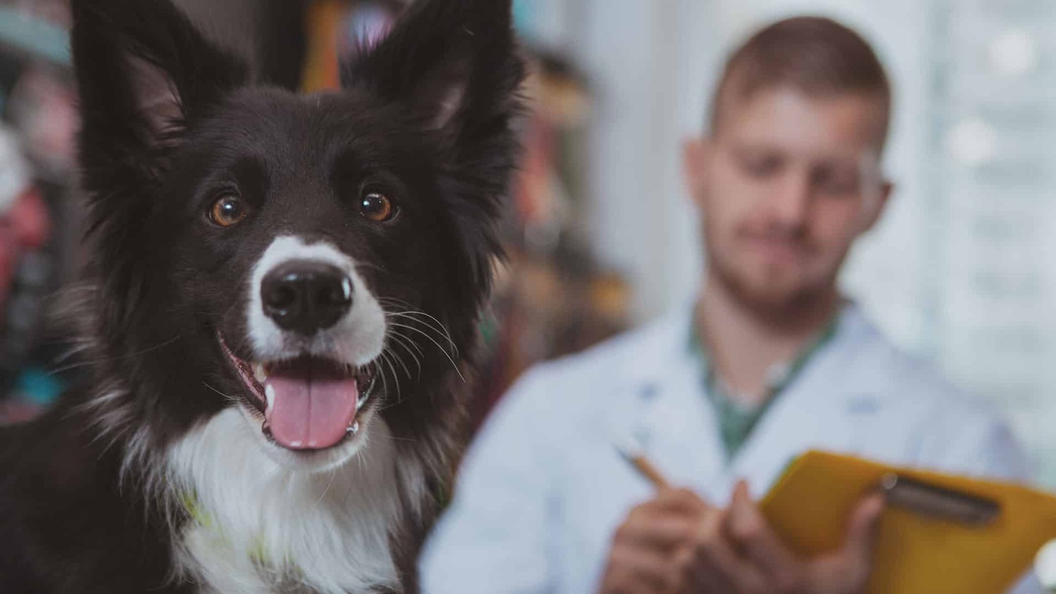 Doctor, Person, Dog, Mammal, Pet, Clothing, Coat, Veterinarian, Face, Head