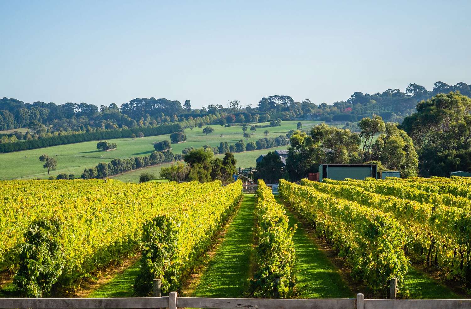 Nature, Outdoors, Countryside, Rural, Farm, Vineyard