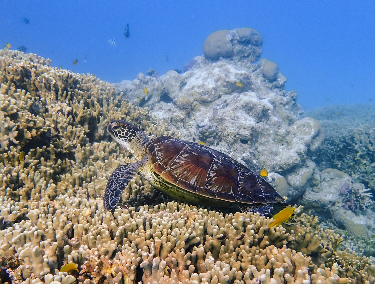 Turtle, Nature, Outdoors, Reef, Sea, Water, Aquatic, Coral Reef, Fish, Tortoise