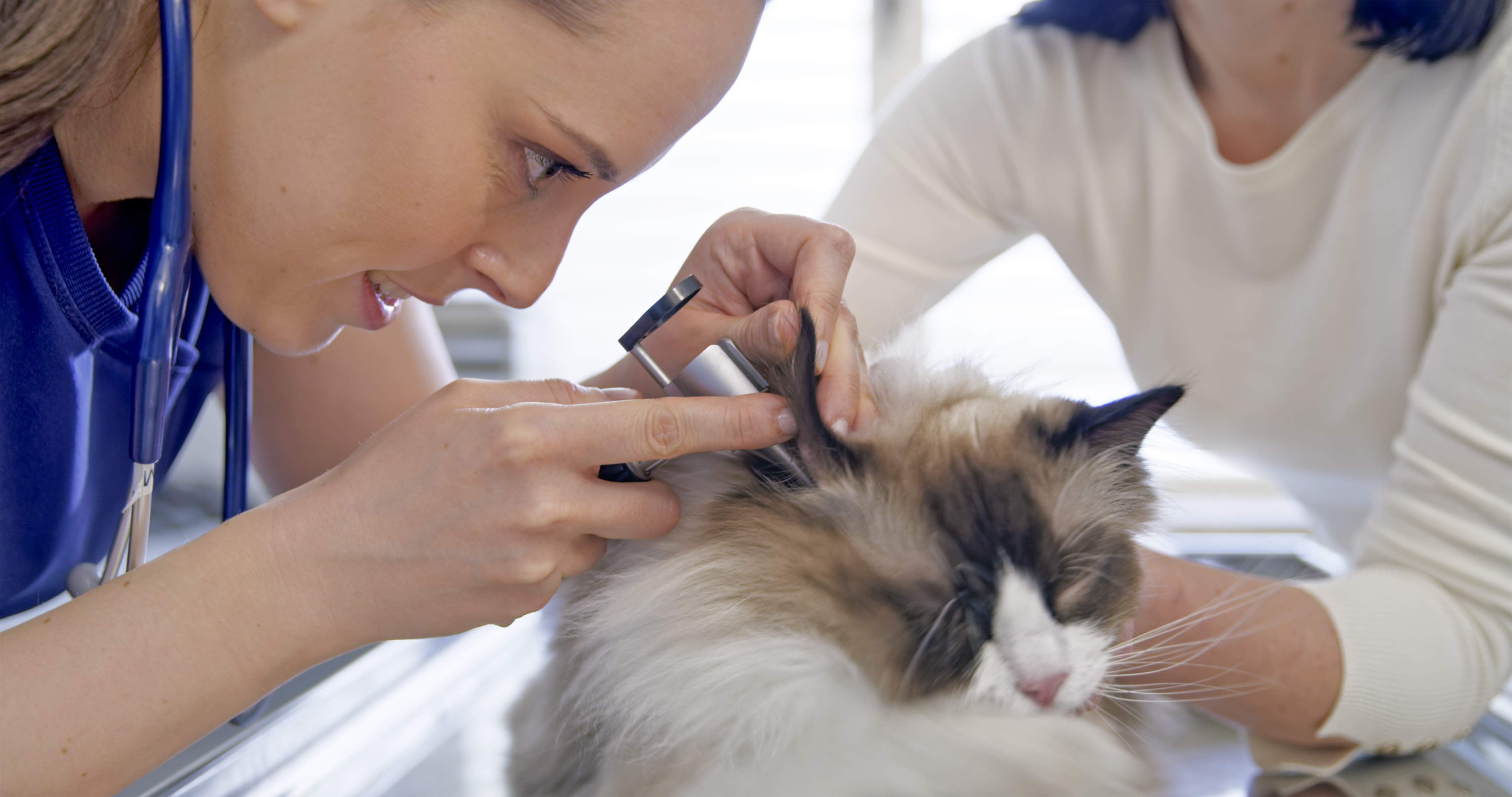 Doctor, Person, Adult, Female, Woman, Veterinarian, Cat, Mammal, Pet, Face