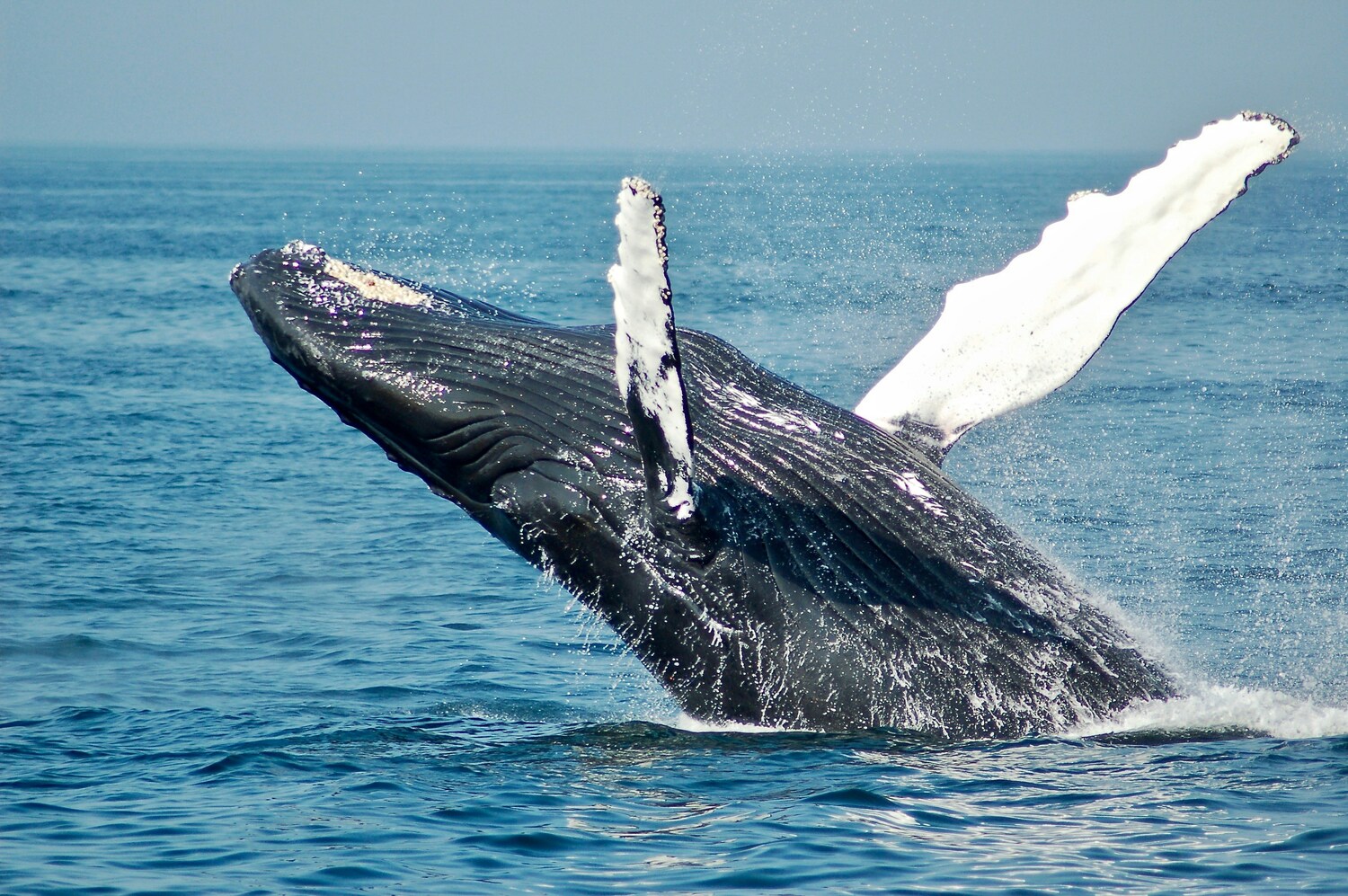 Animal, Mammal, Sea Life, Whale, Fish, Shark