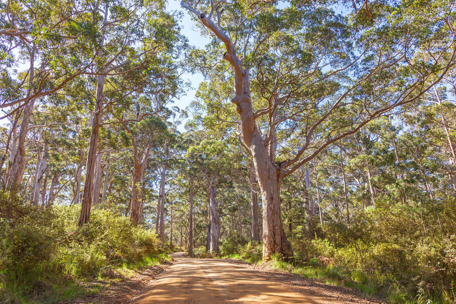 Tree, Tree Trunk, Vegetation, Land, Nature, Outdoors, Woodland, Path, Road, Grove