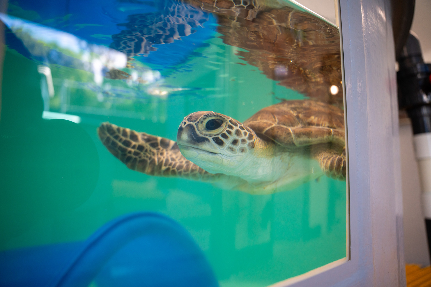 Animal, Reptile, Sea Life, Sea Turtle, Turtle, Tortoise, Aquatic, Water