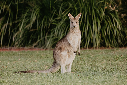 Animal, Mammal, Kangaroo