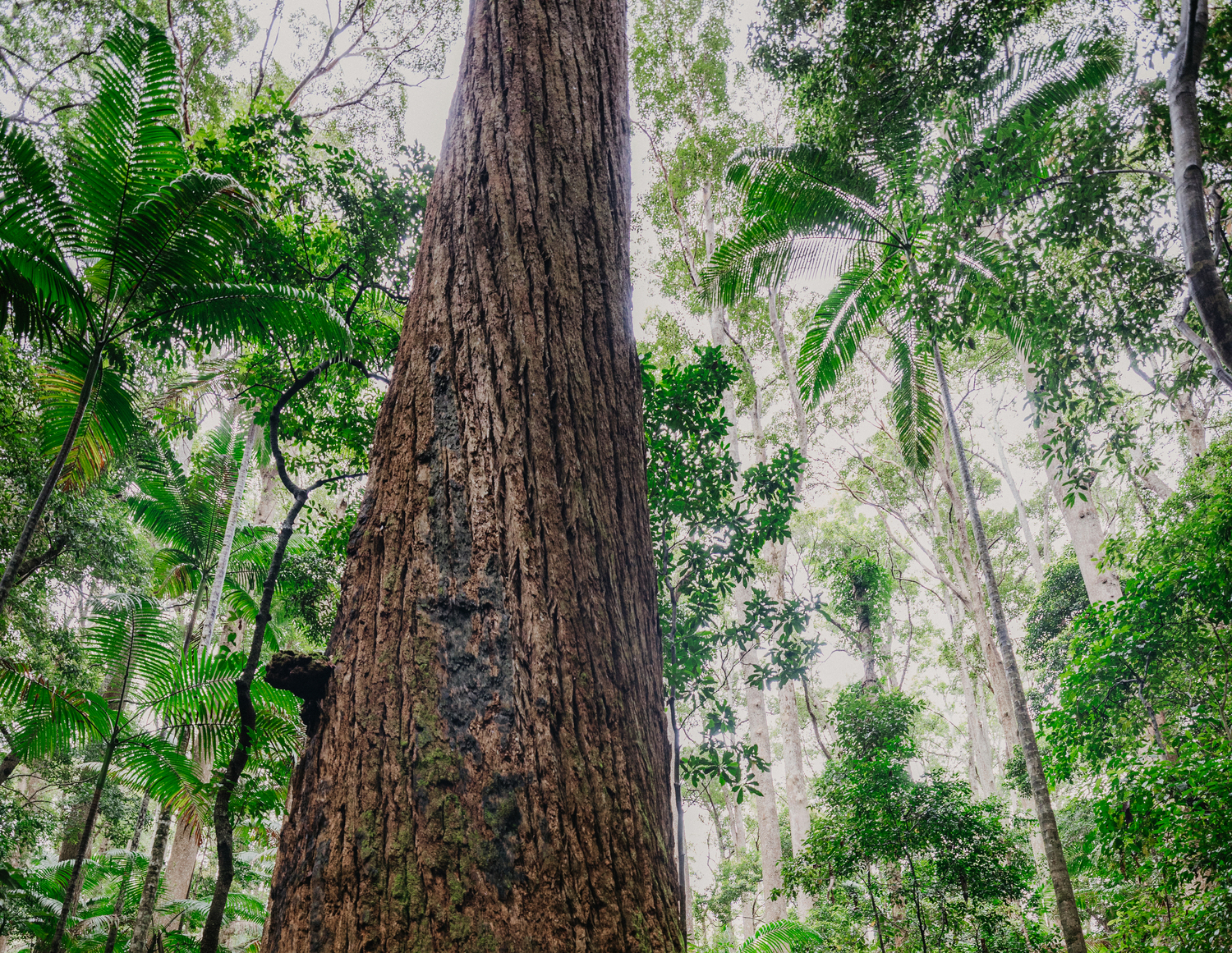 Tree, Vegetation, Tree Trunk, Land, Nature, Outdoors, Rainforest, Jungle, Redwood, Woodland