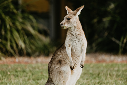 Animal, Mammal, Kangaroo