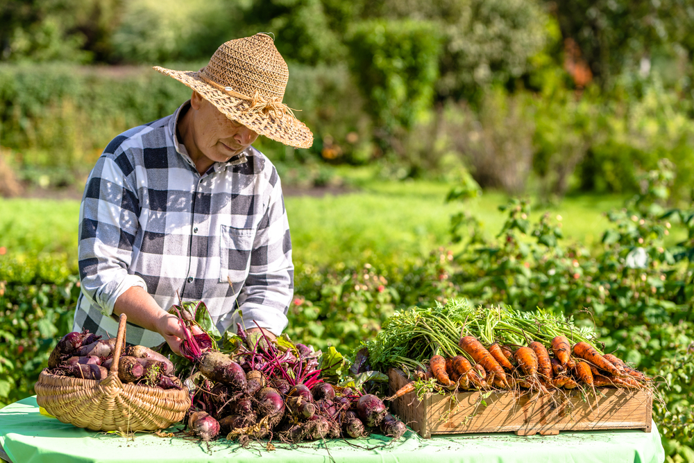 Hat, Clothing, Outdoors, Person, Garden, Gardener, Worker, Gardening, Chicken, Nature