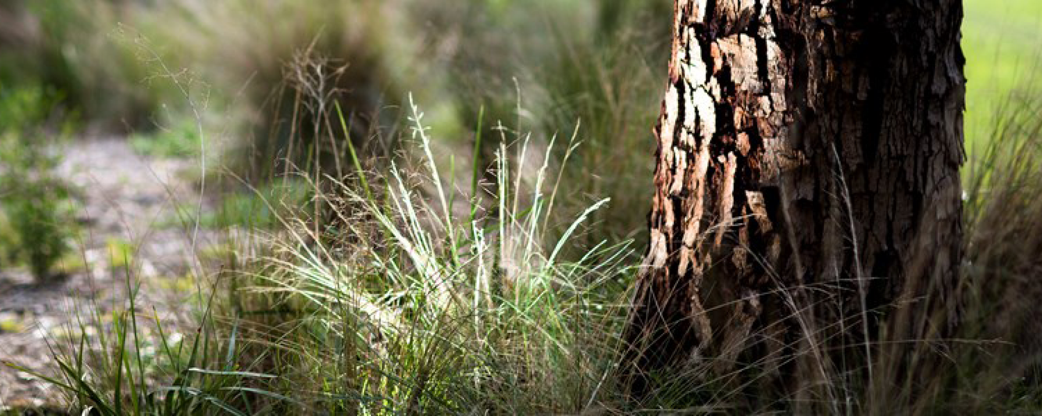 Plant, Tree, Grass, Animal, Military Uniform, Military, Bird, Mammal
